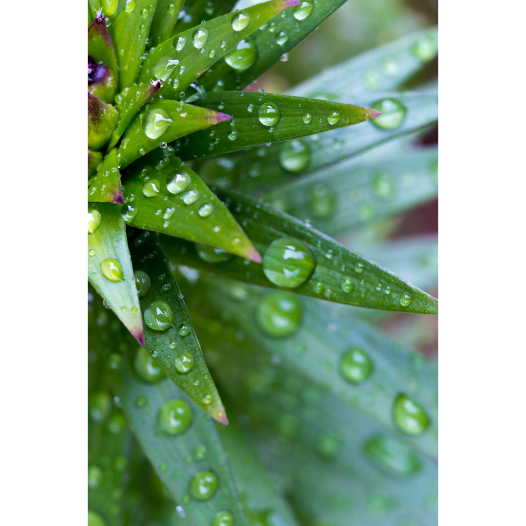 Wassertropfen auf Blatt von Adyna - Druck auf Leinwand ohne Rahmen