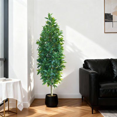 150cm Plant
