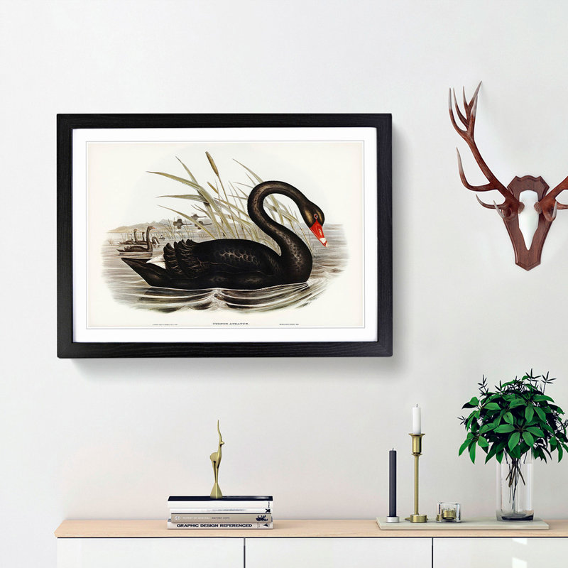 Black Swan by Elizabeth Gould - Framed Print, Black Framed, 27cm H x 36cm W x 2cm D