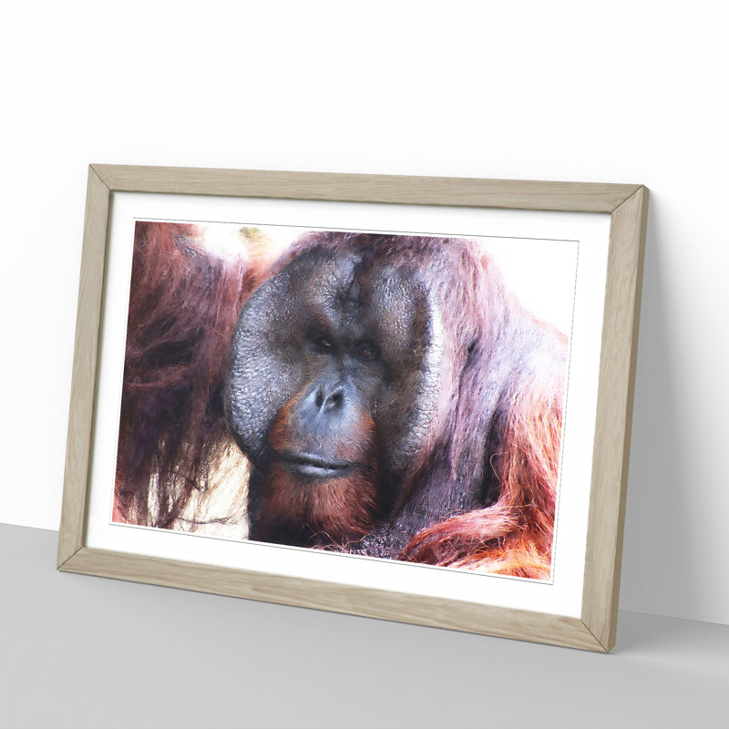 Orangutan Monkey Vol.2 - Framed Print, 27cm H x 36cm W x 2cm D, Oak Framed