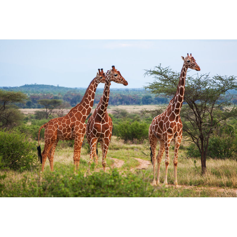 Giraffe Among Savanna - Wrapped Canvas Print, 81cm H x 122cm W x 3.8cm D