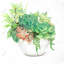 Succulent Assortment in a Pot - Toile de cactus pour la décoration intérieure