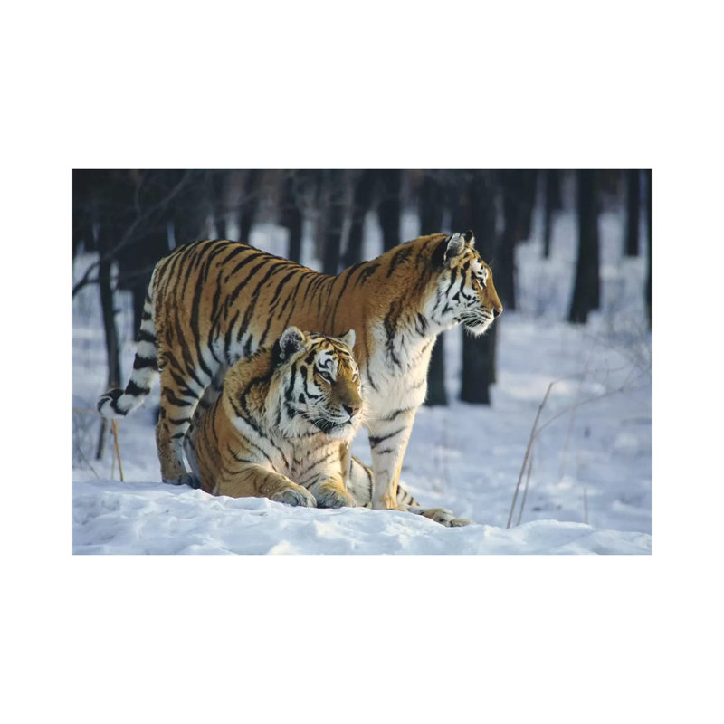 Siberian Tiger Pair In Snow by Toshiji Fukuda - Wrapped Canvas Print, 101.6 cm H x 66.04 cm W x 3.175 cm D