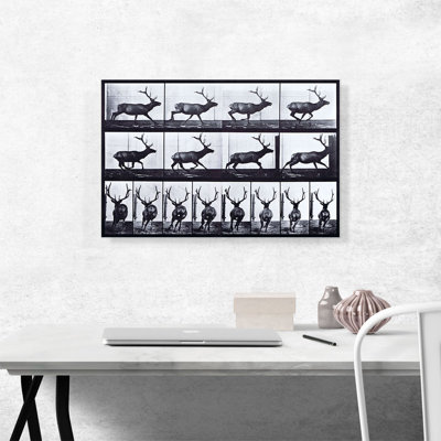 " Elk Galloping " by Eadweard Muybridge