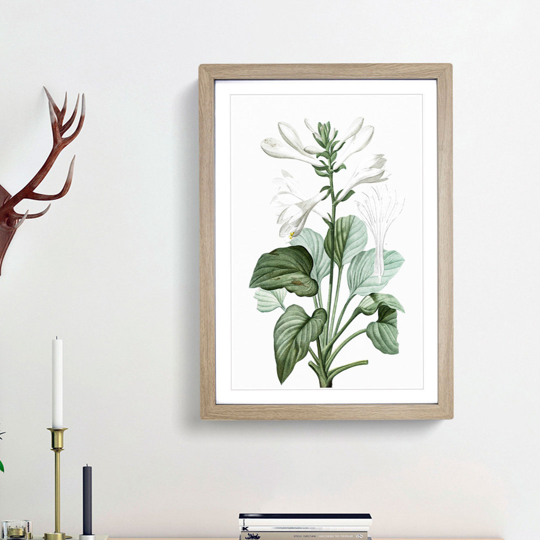 White Daylily Flowers by Pierre-Joseph Redoute - Framed Print