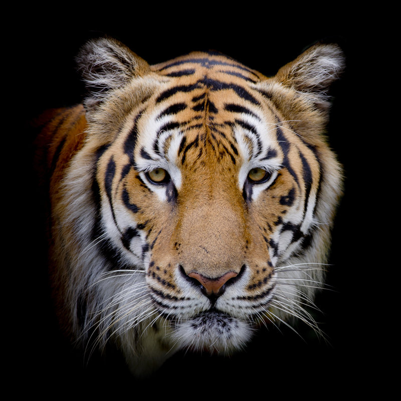 Tiger by Peerajit - Wrapped Canvas Print, 76cm H x 76cm W x