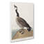 Hutchins Barnacle Goose by John Audubon - Wrapped Canvas Painting-55359857