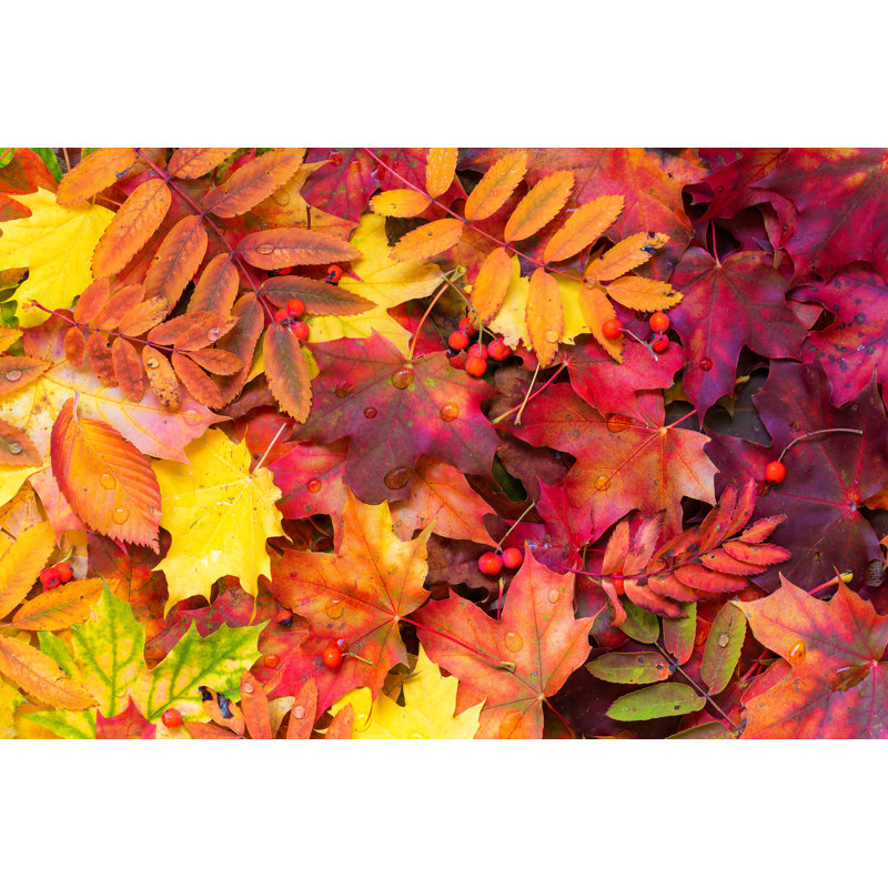 Fallen Autumn Leaves - Photographie sur toile tendue, H 32 po x l 48 po