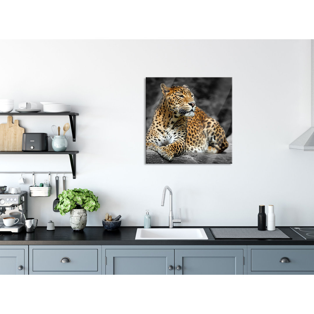 Glasbild Schöner Leopard in der Natur