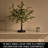 Little Lighted Bonsai Olive Tree with Timer