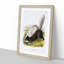 Texan Skunk by J.W. Audubon - Framed Print-55729602-55729603