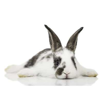 Brown and White Baby Bunny by Momcilog