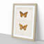 Variegated Fritillary Butterfly by S.F. Denton - Picture Frame Painting Print-55605082-55605079
