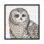 «Beautiful Owls II», impression sur toile-20824996-72805632-72805634