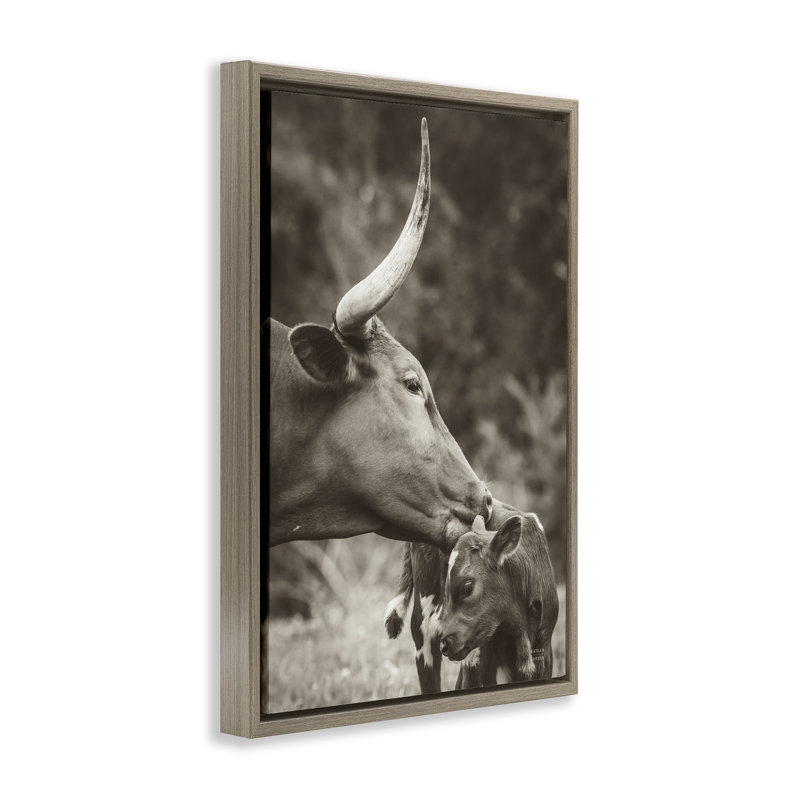  «Longhorn Kissing Baby Floater» par Nathan Larson, H 25 po x l 17 po, Cadre flottant orme Montalcino