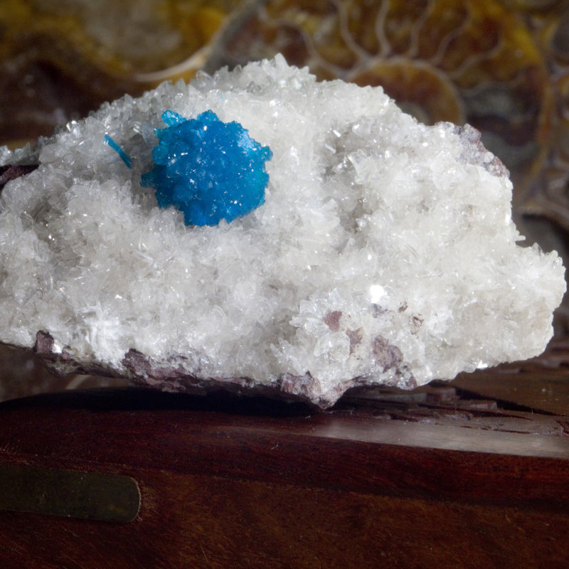 Cristal Cannella