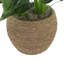 UV Rated Spathiphyllum Plant in Seagrass-Wrapped Pot