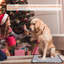 Coussin chauffant pour chien 2 pièces