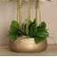 Orchid Floral Arrangement in Planter-249749281-249749293-249749295