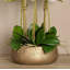 Orchid Floral Arrangement in Planter-249749293-249749295-249749281