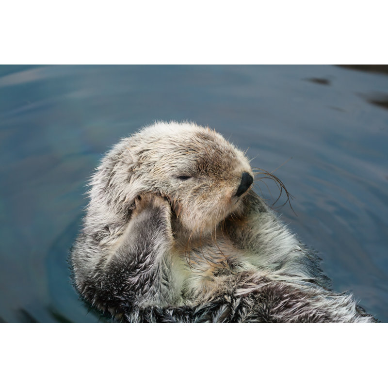 Sea Otter - Wrapped Canvas Print, 30cm H x 46cm W x 3.8cm D