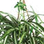 Plante en soie Spider