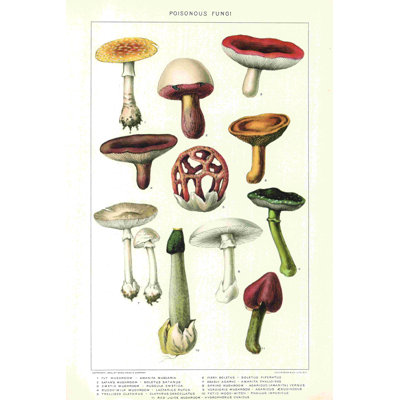 Champignons botaniques