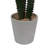 Cactus succulent en pot