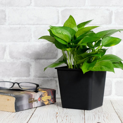 Pots de jardin en plastique carrés de 5 po avec drainage 5. Fissure résistante aux fissures, idéal pour la plantation en pépinière et le pot de rangement - inhibiteur traité pour résister aux diverses plantes