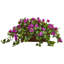 Plante florale pour bureau bougainvillea-34854723