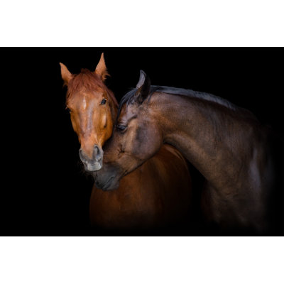 Pony Pals sur fond noir