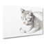 Cat At Peace by Jean Bernard - Wrapped Canvas Print-55371165