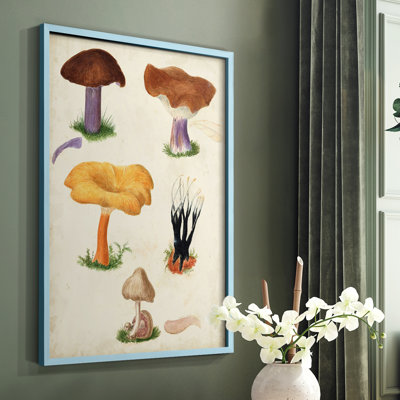 Mushroom Species VII Framed Print - Solid Wood