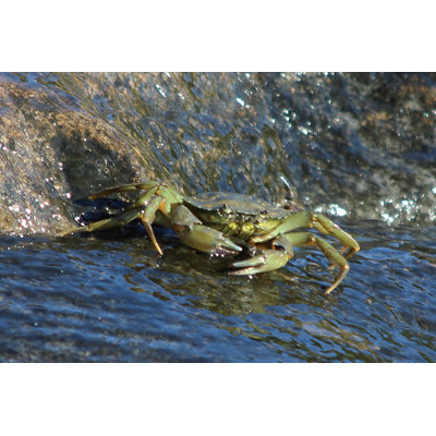 «Green Crab» par Bririemoments - photographie sur toile tendue