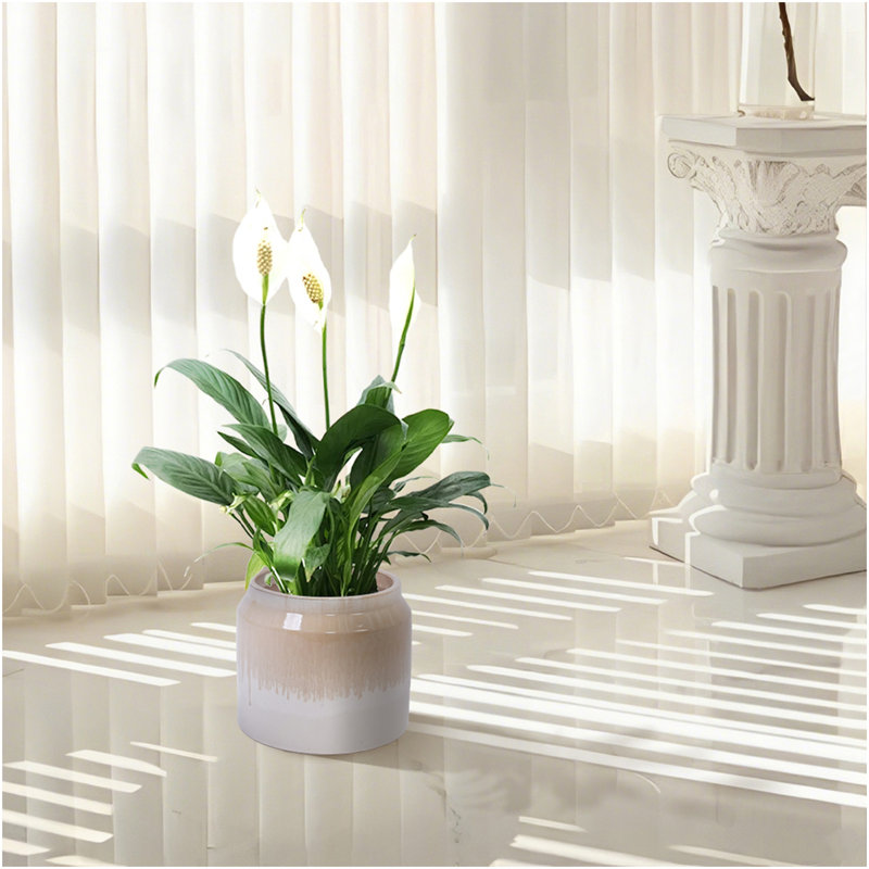Handmade Non-Porous Ceramic Planter Set Of 2, 6" & 8" Diameter, Beige Drip Glaze, For Aquatic Plants Indoor/Outdoor Shelf & Desk Use, Breathable Clay
