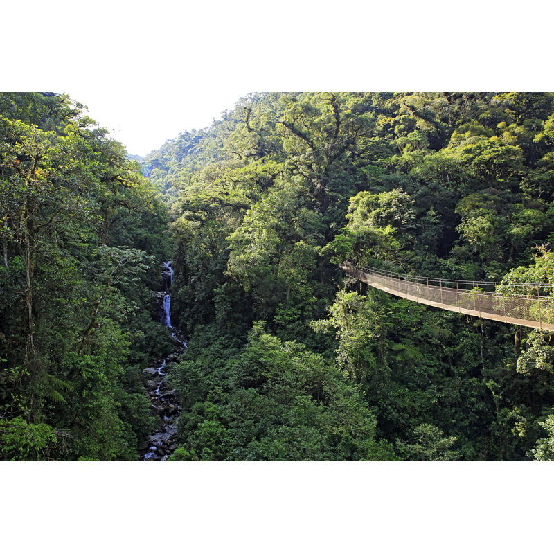 Canopy Walk - Photographie sur toile tendue, H 8 po x l 12 po x P 1,25 po