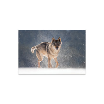 Wolf In Snow I On PlasticAcrylic by Dick Van Duijn