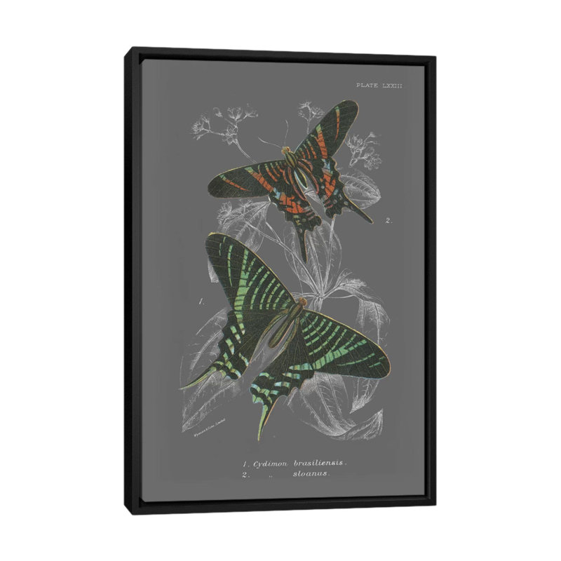 Lepidoptera ii, impression sur toile tendue, H 26 po x l 18 po x P 1,5 po, Toile avec cadre noir, Pas de tapis