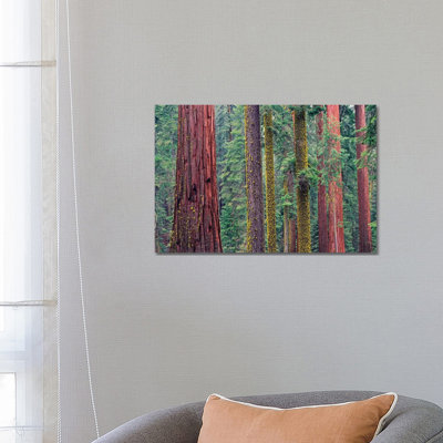 Coast Redwood Trees, Mariposa Grove, Yosemite National Park by Tim Fitzharris - Wrapped Canvas Print