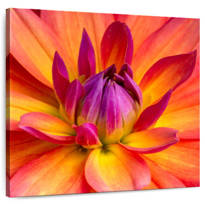 Harnek Blooming Dahlia