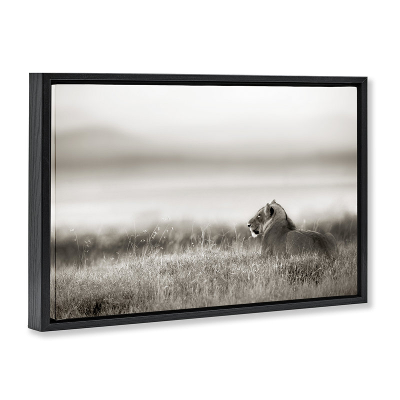 Lion au repos dans l'herbe de savane, Cadre flottant noir de jais, H 17 po x l 25 po