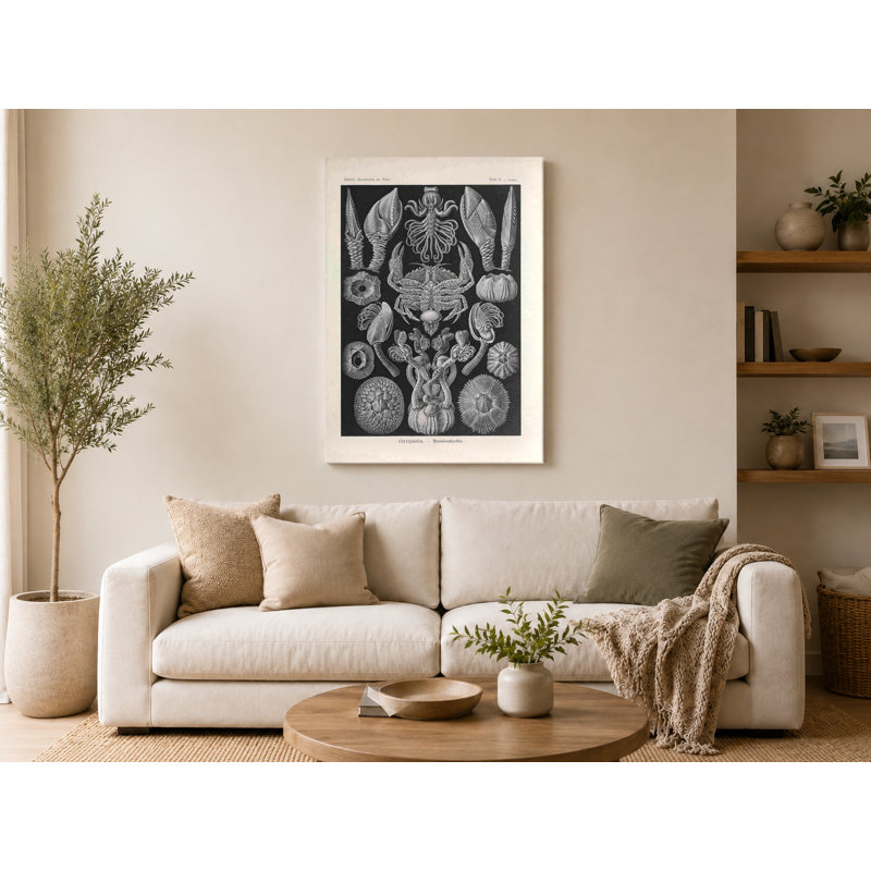Art mural, Tafel 57 - Cirripedia (1904) - Art mural sur toile, 30" W x 20" H