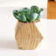 Ensemble de 3 succulent plante en pot