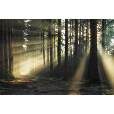 «Pathway To Sunlight On Canvas» par Martin Podt, reproduction