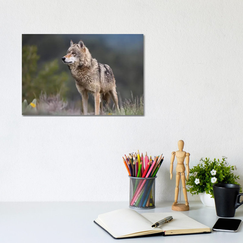 Grey Wolf, North America II by Tim Fitzharris - Wrapped Canvas Print, 20.32 cm H x 30.48 cm W