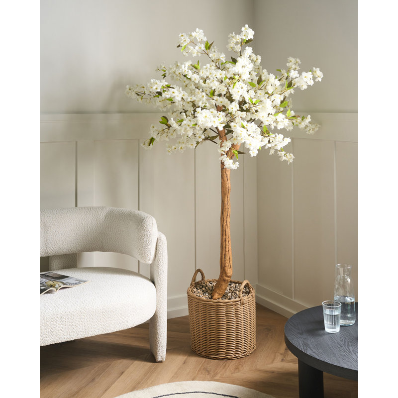 Pauletta 180 Plant