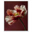 Merlot Blush Blossom I Print by Oliver Gal-351767769-351767775