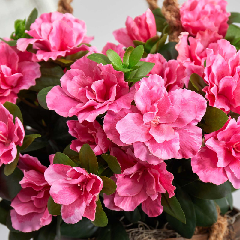 Panier suspendu azalea