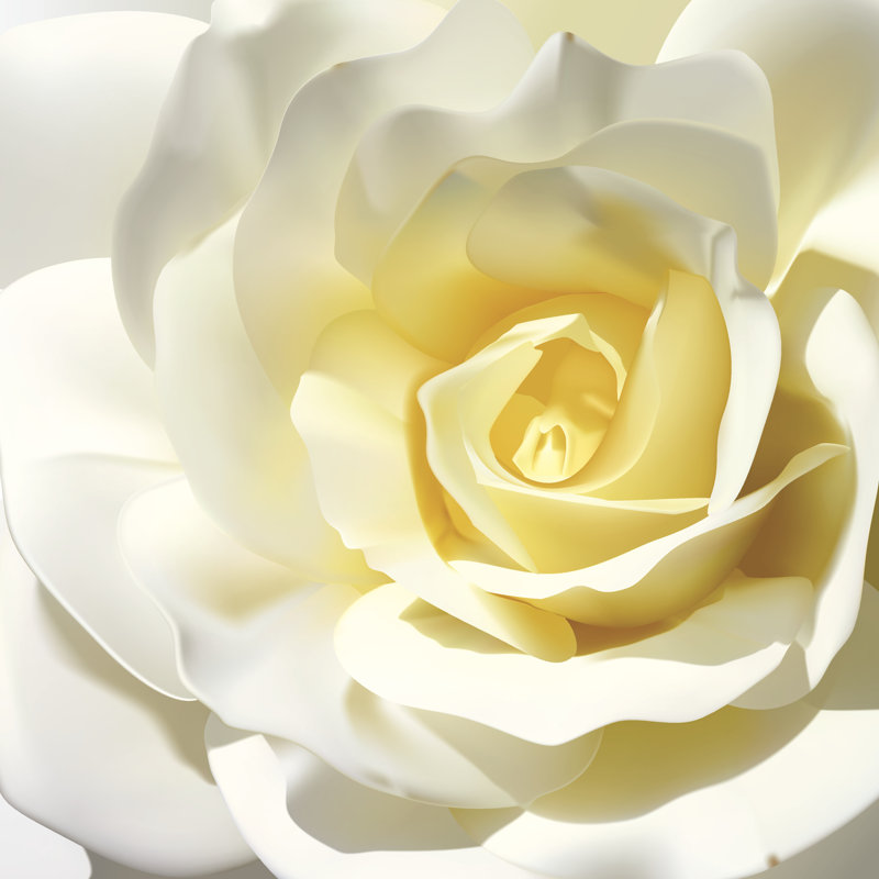 White Rose - Vector by LPETTET - Wrapped Canvas Print, 30cm H x 30cm W