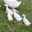 Véritables statues de canard de ferme